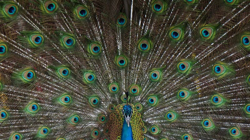 Peacock Portrait With Fanned Feathers stock photo Peacock Portrait With Fanned Feathers stock photo