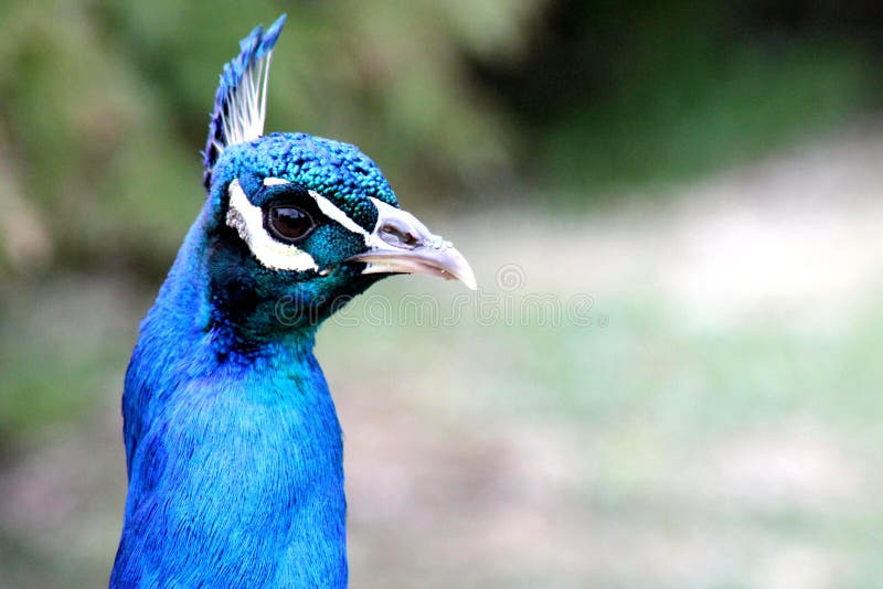 Peacock stock photo. Image of beak, bust, bright, colors 44024036