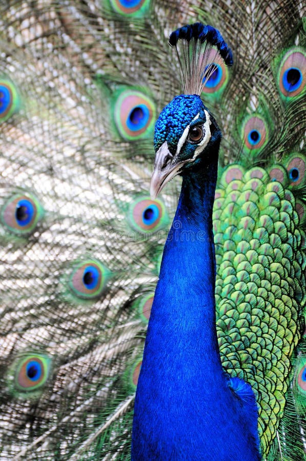 Closeup of a male peafowl. Photographed in a South Florida park. Closeup of a male peafowl. Photographed in a South Florida park.