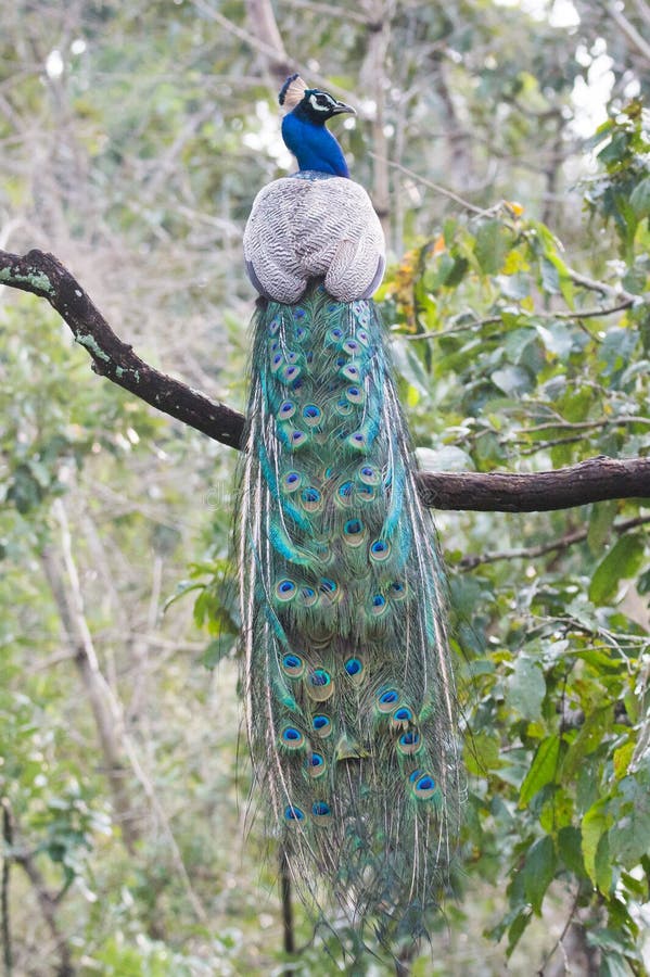 Peacock Profile. Canon 6D 400mm ISO 600 1/2500 f4.0 Peacock sighted in forests of western ghats India royalty free stock photo Peacock Profile. Canon 6D 400mm ISO 600 1/2500 f4.0 Peacock sighted in forests of western ghats India royalty free stock photo
