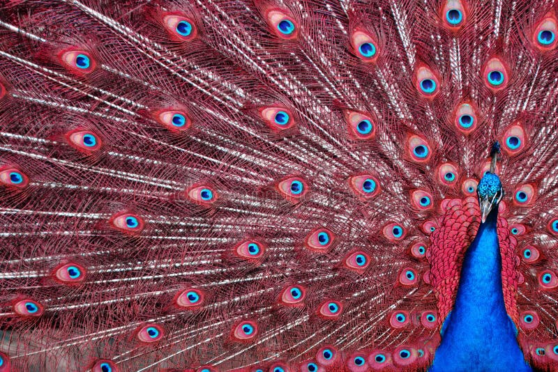 Peacock with Red Feathers stock photo. Image of surreal - 38865318