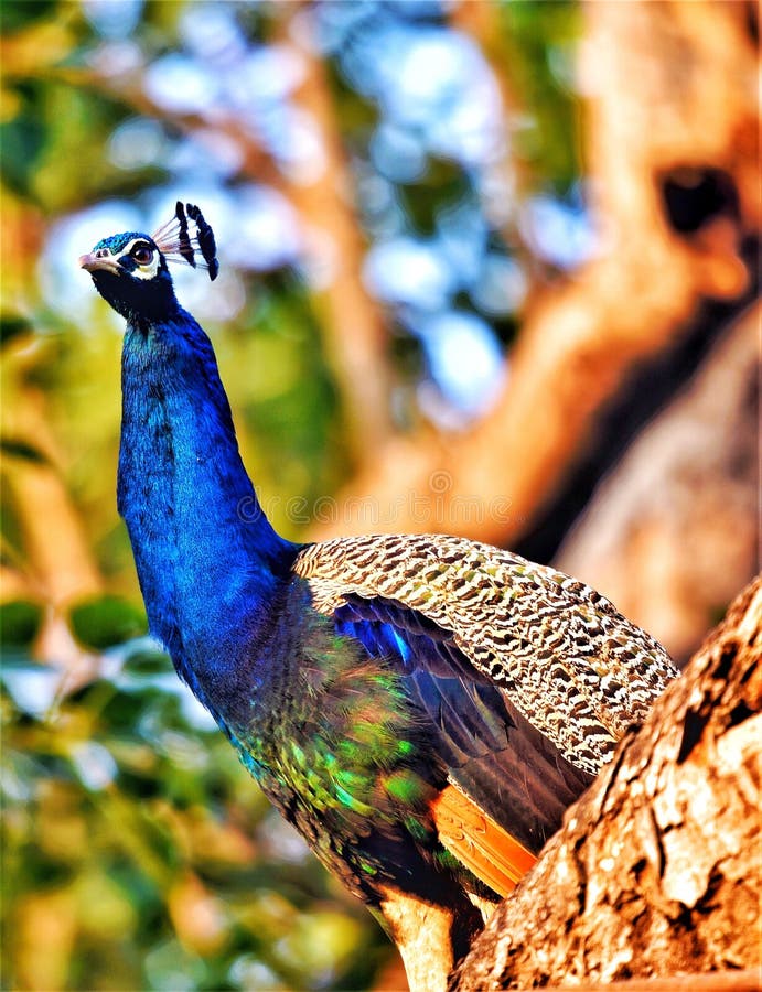 Peacock the royal bird. With naturally vibrant colors Peacock the royal bird. With naturally vibrant colors