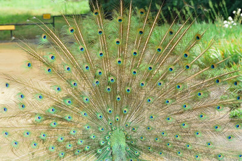 peacock&#x27;s fanned tail