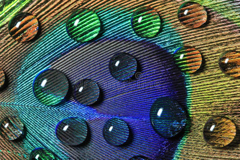 Peacock's feather with drops stock image