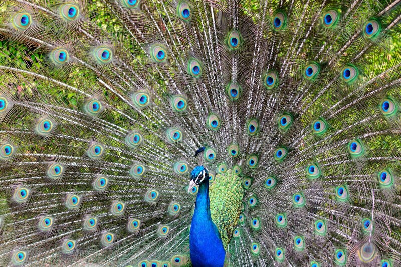 Peacock with it`s tail feather fanned out stock photography Peacock with it`s tail feather fanned out stock photography