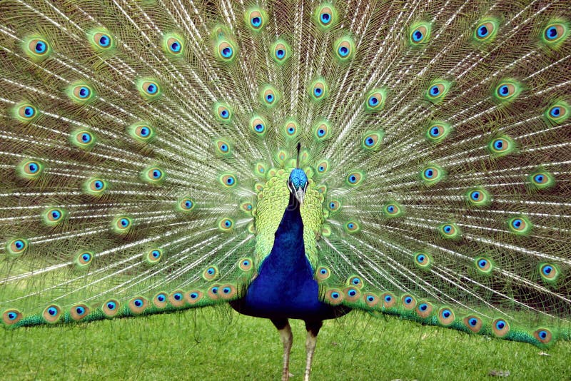 Peacock Showing Its Bright Feathers Stock Photo Image of animal, wildlife 1437974