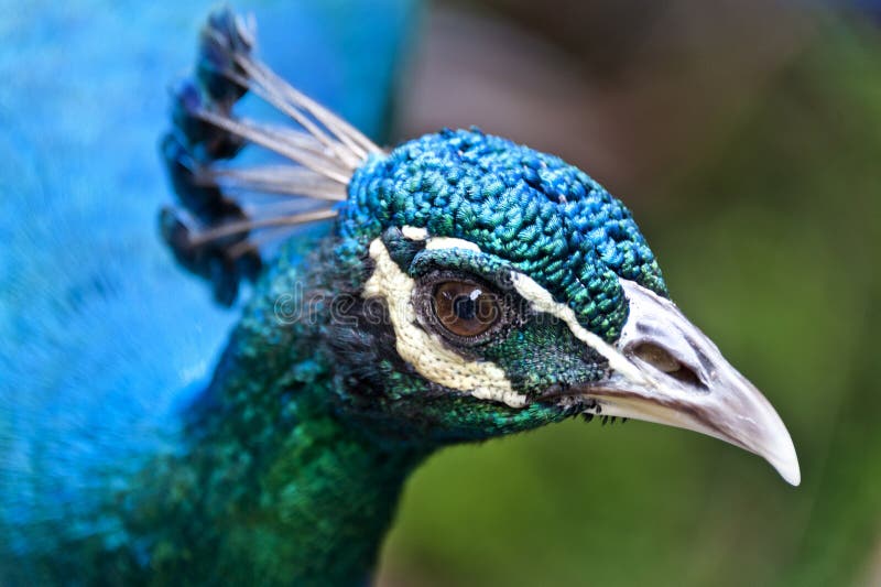 Peacock Showing Off Gracefully Stock Image - Image of male, animals:  148140597