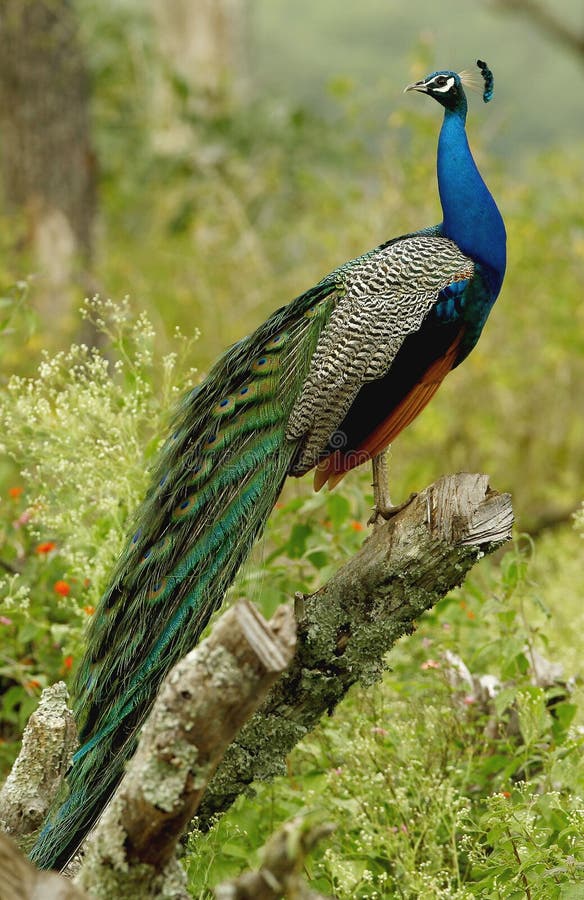 75,378 Peacock Stock Photos - Free & Royalty-Free Stock Photos from Dreamstime 75,378 Peacock Stock Photos - Free & Royalty-Free Stock Photos from Dreamstime