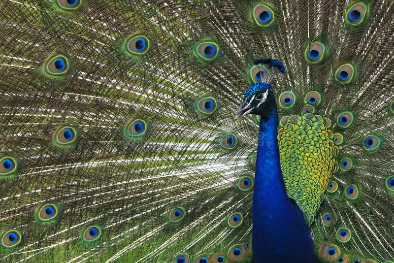 Peacock at Riverbend Park in Jupiter, Florida