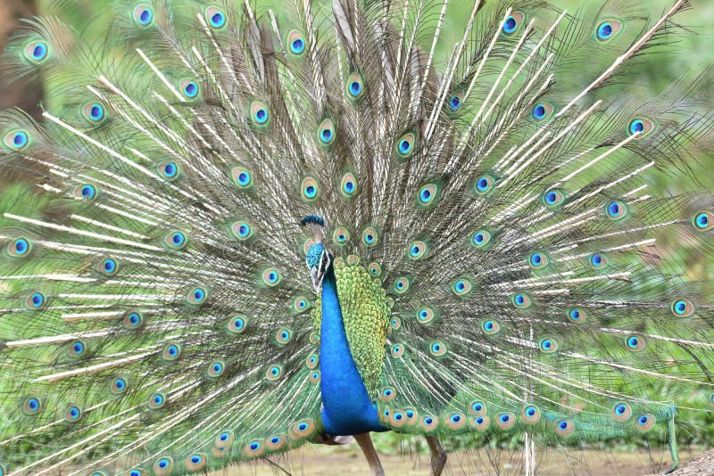 Peacock spread feathers stock photo. Image of peacock 261772668
