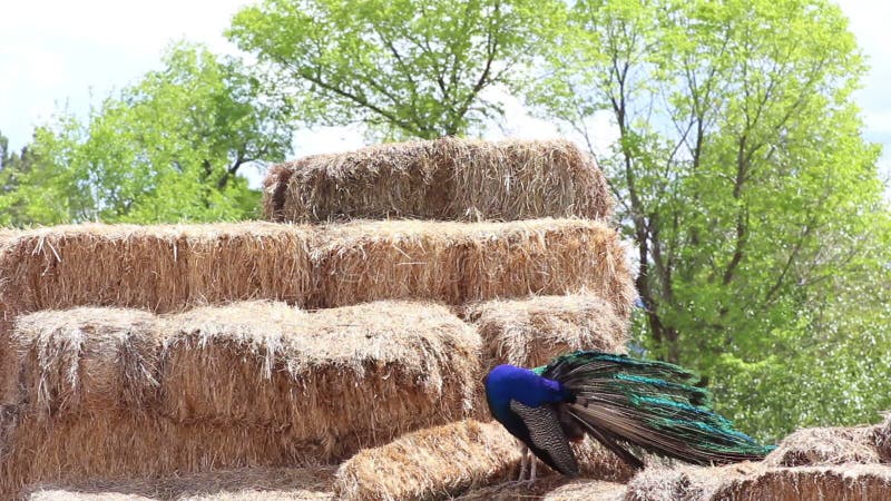 Peacock on Straw Bales Fluffing Feathers