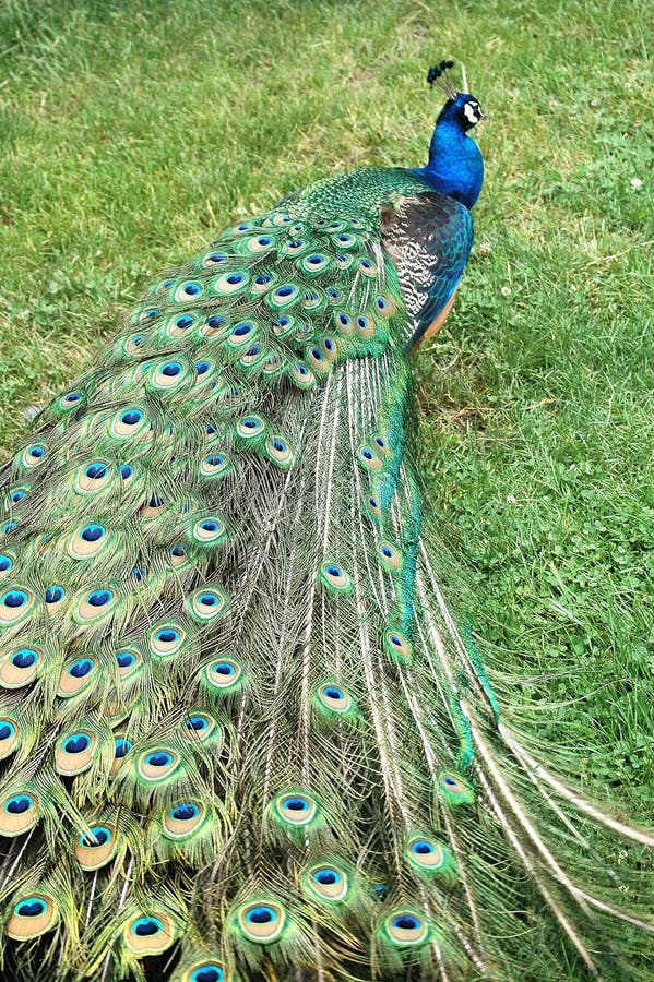 Pavo real lejos.