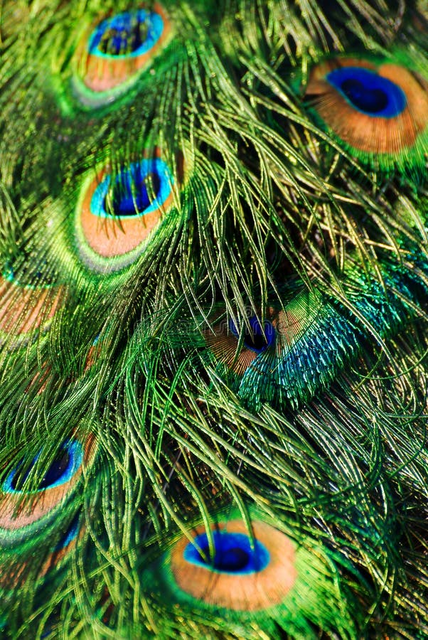 The peacock tail