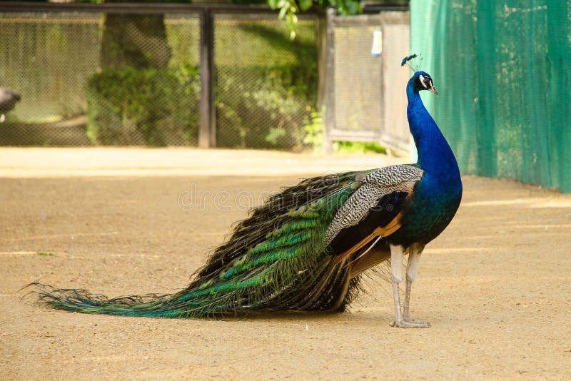 Peacock with tail lowered. Side view.