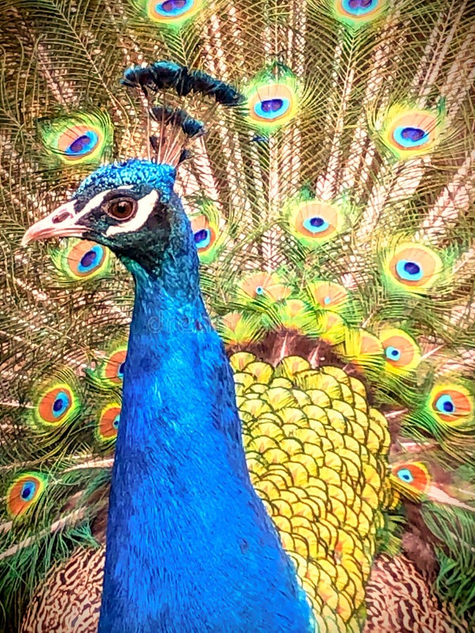 Peacock Mating Dance With Open Feathers royalty free stock photography