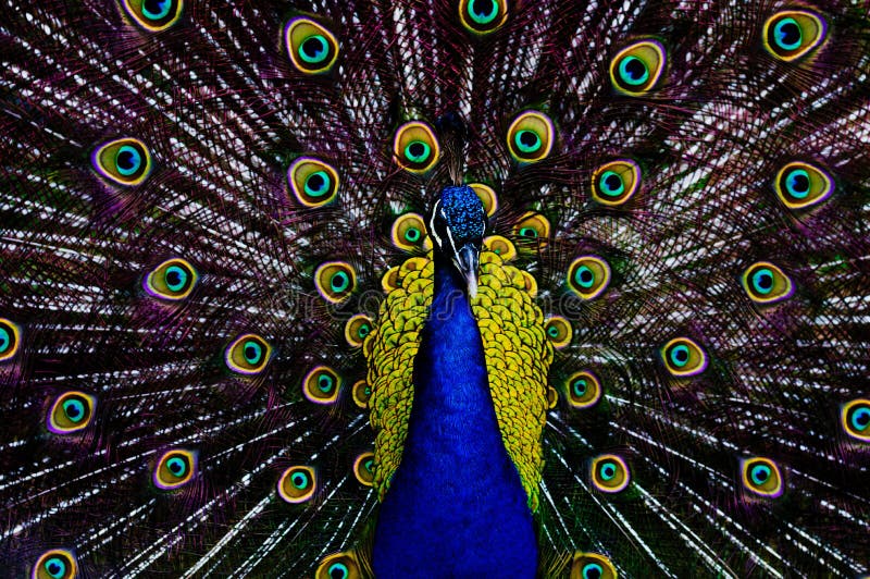 Peacock