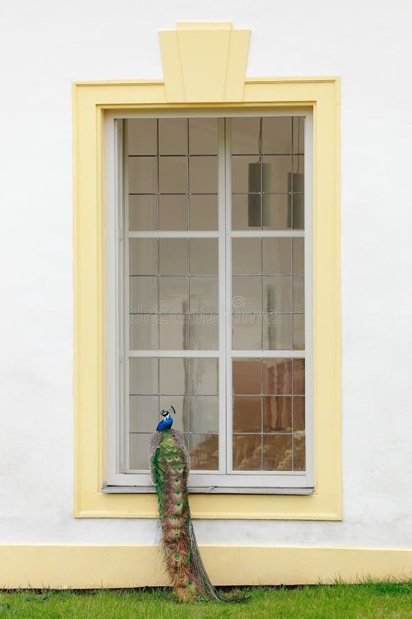 Peacock by the window