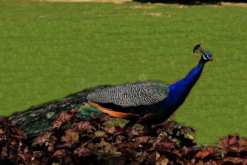 Peacock in a zoo in Prague, Czech Republic royalty free stock photos Peacock in a zoo in Prague, Czech Republic royalty free stock photos