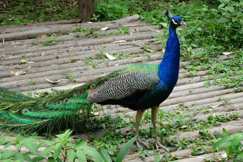 Peacock με τα φωτεινά ζωηρόχρωμα φτερά στοκ φωτογραφία