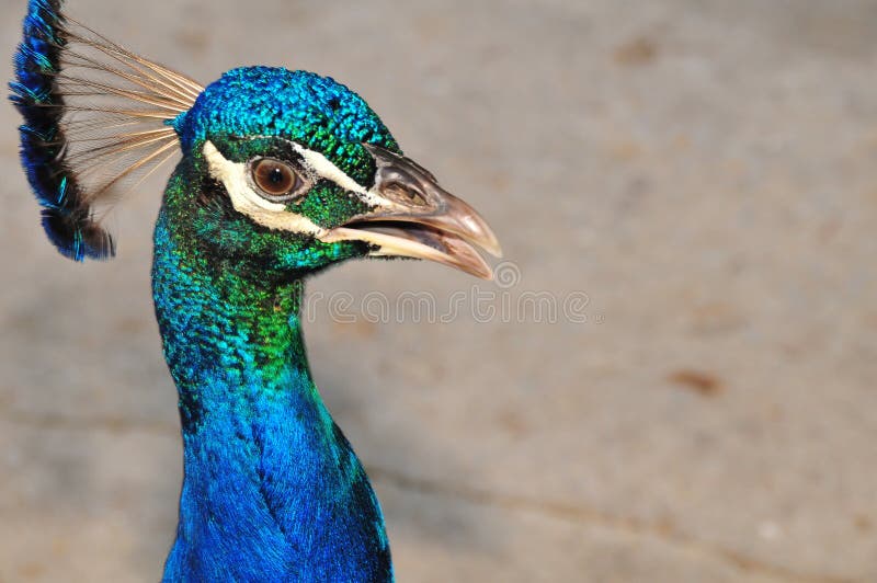 peacock πορτρέτο στοκ εικόνες με δικαίωμα ελεύθερης χρήσης peacock πορτρέτο στοκ εικόνες με δικαίωμα ελεύθερης χρήσης