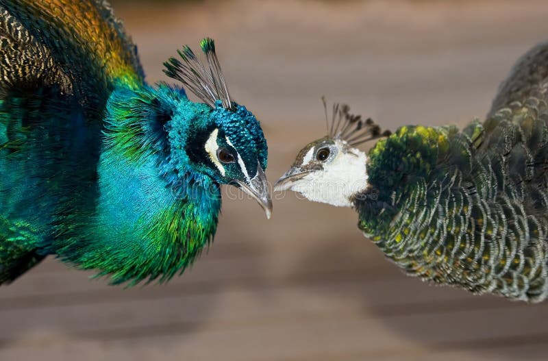 Download Peacocks in love stock photo. Image of close, portrait - 17465544