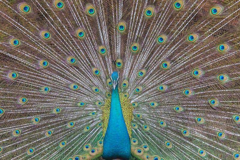 Peacocks spread wings stock photo. Image of spread, wings 96315902