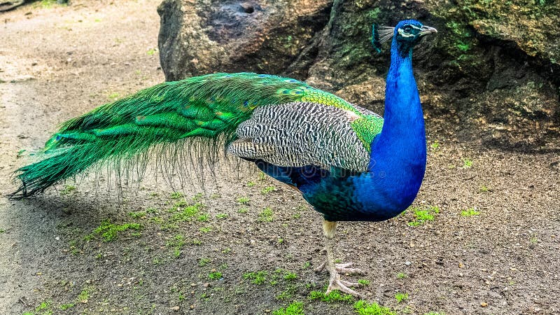 Peafowl is a common name for three species of birds in the genera Pavo and Afropavo of the Phasianidae family, the pheasants and their allies. Male peafowl are referred to as peacocks