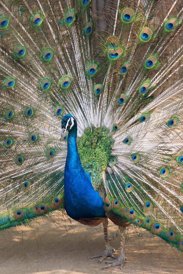 The close-up of blue peafowl