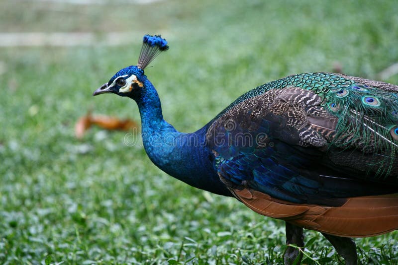 Peafowl