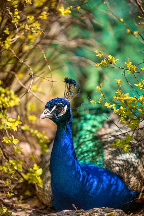 Peafowl at a wildlife park takes a break in the shade of bushes and shrubbery. Peafowl at a wildlife park takes a break in the shade of bushes and shrubbery