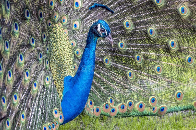 Peafowl include three species of birds in the genera Pavo and Afropavo of the Phasianidae family, the pheasants and their allies. Peafowl include three species of birds in the genera Pavo and Afropavo of the Phasianidae family, the pheasants and their allies.