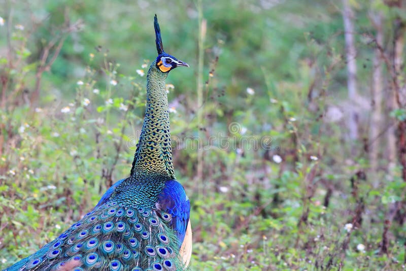 Peafowl verde imagens de stock royalty free Peafowl verde imagens de stock royalty free