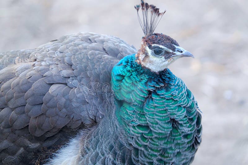 Peafowl vert photographie stock Peafowl vert photographie stock