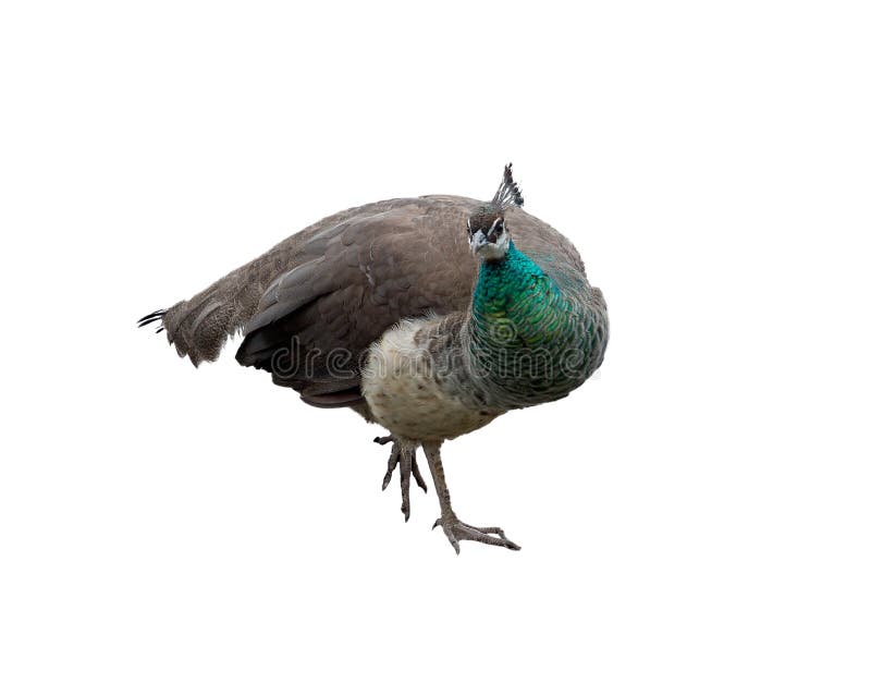 Peahen (female peacock) isolated over white