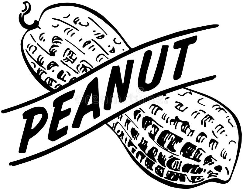 Peanut Stock Vector Illustration Of Peanuts Clipart.