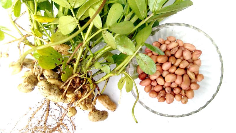 Peanut groundnut plant leaves and a bowl of fruits snap