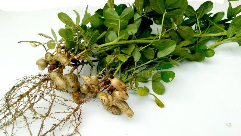 Peanut plant fruits roots stock