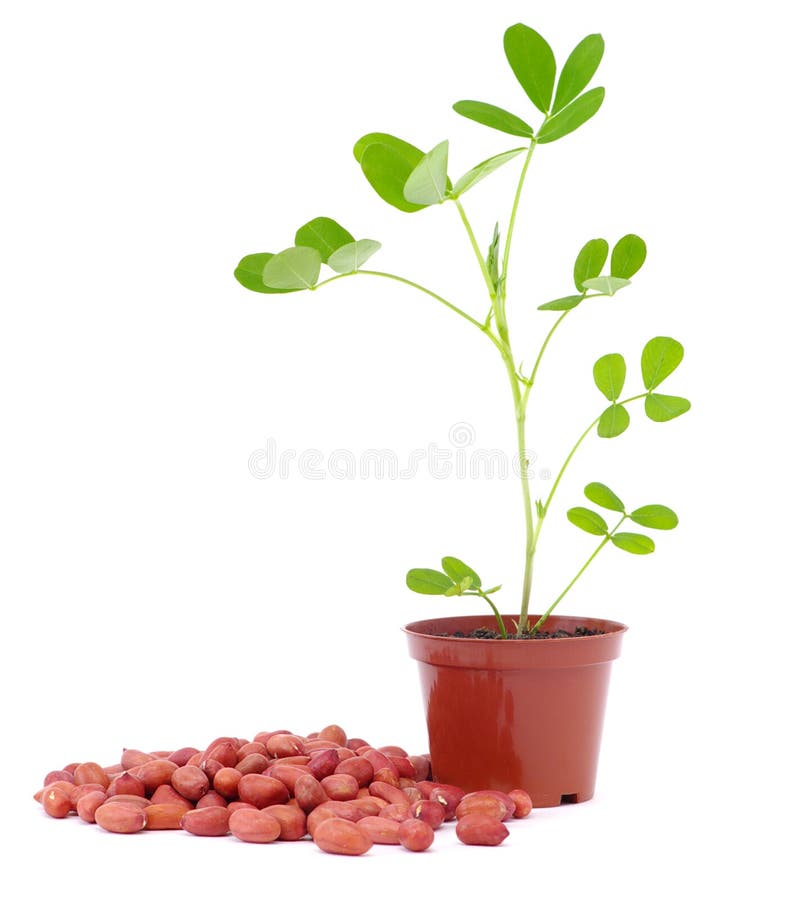 Peanut (arachis) seeds and sprout