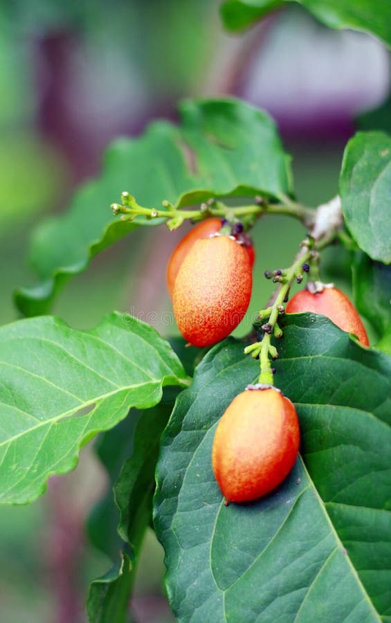 Peanut Butter Fruit stock photo. Image of orange, bunchosia 188156772