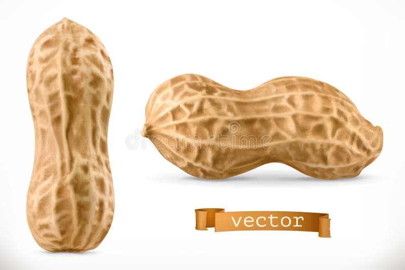 Peanut. 3d vector realistic icon stock illustration
