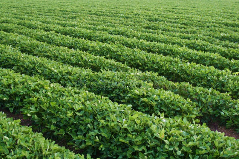 Peanut farm