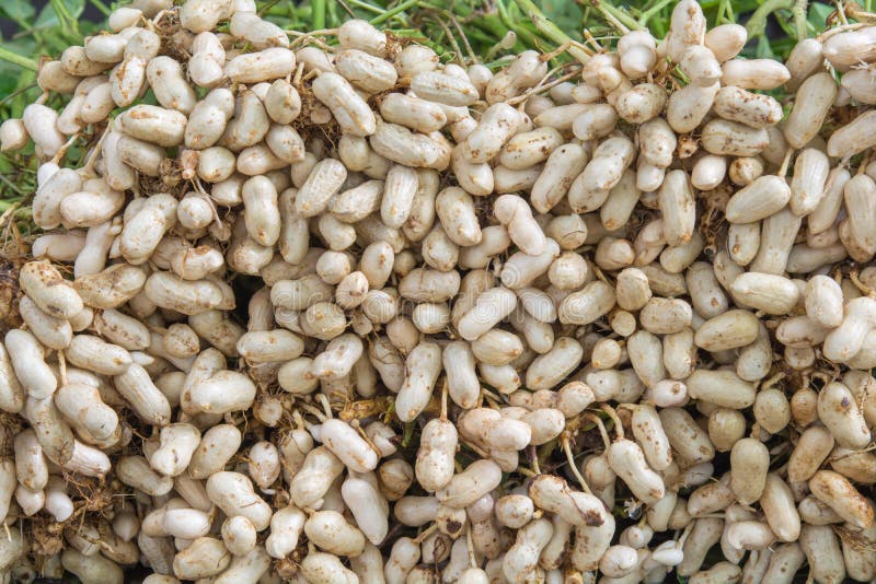Peanut fresh on a tree stock photo. Image of health 125715906