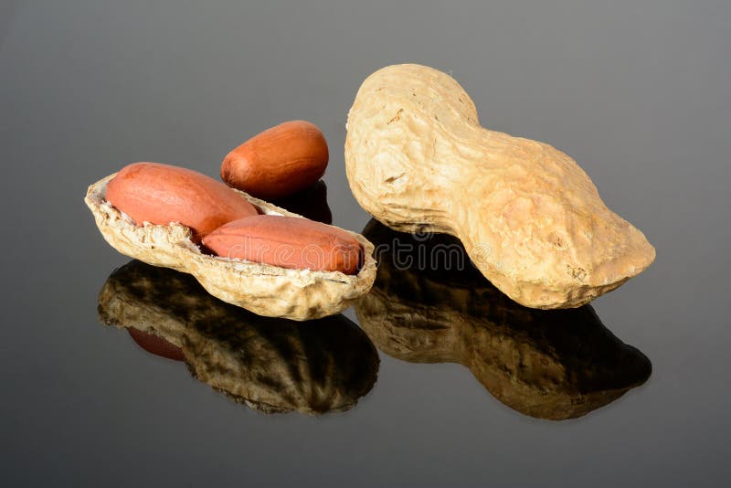 Peanut on glossy black surface with reflection. Whole peanut and open shell with two kernels macro close-up, high resolution full. peanut with two kernels with open shell macro close up, high resolution full depth of field.