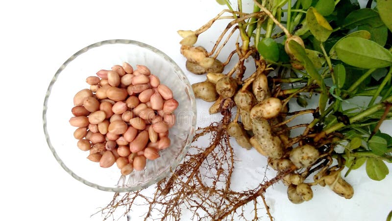 Peanut groundnut plant and a bowl of fruits roots