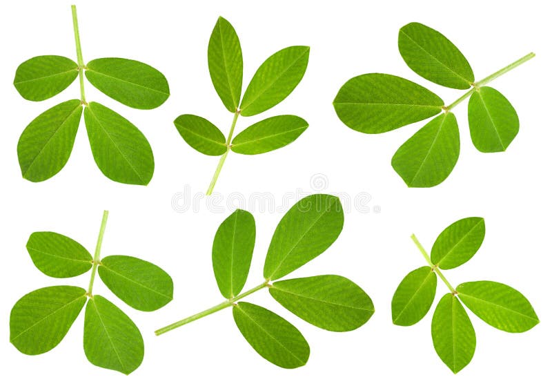 Peanut leaf on white stock photo. Image of organic, closeup 76032540