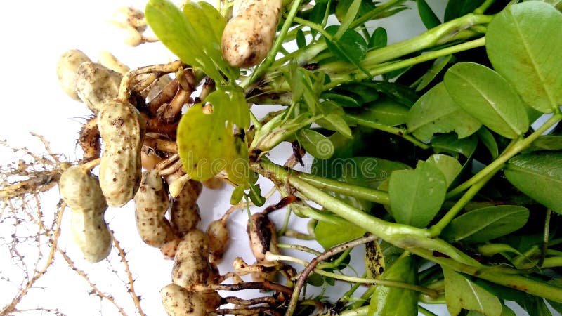 Peanut plant leaves fruits roots landscape