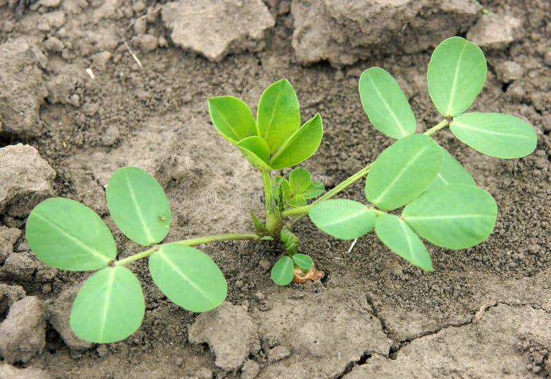 https://thumbs.dreamstime.com/b/peanut-plant-spring-arachis-hypogaea-fresh-leaves-182675840.jpg