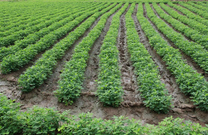 Rows of peanut plants royalty free stock images