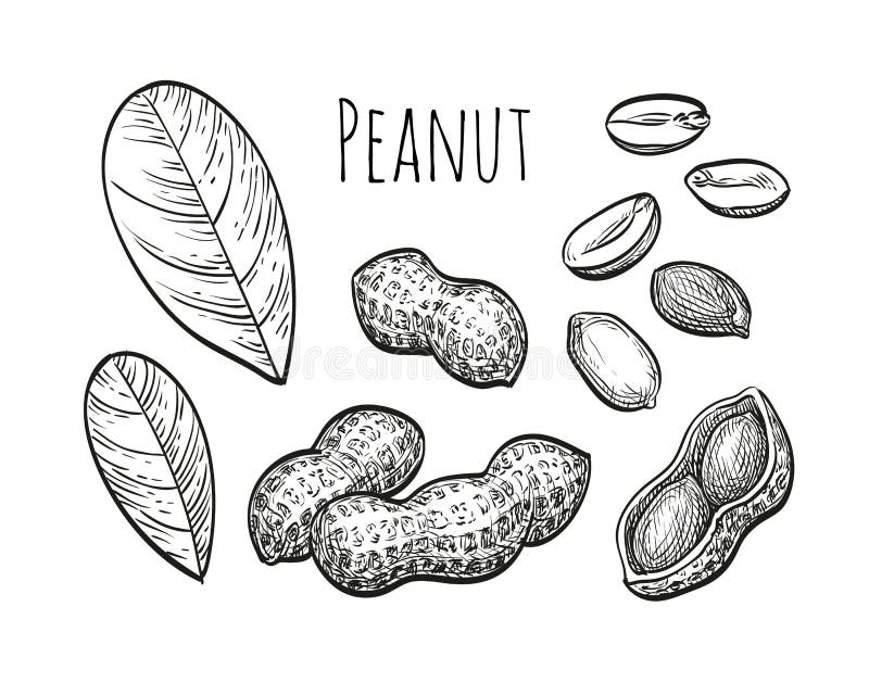 Peanut sketch set