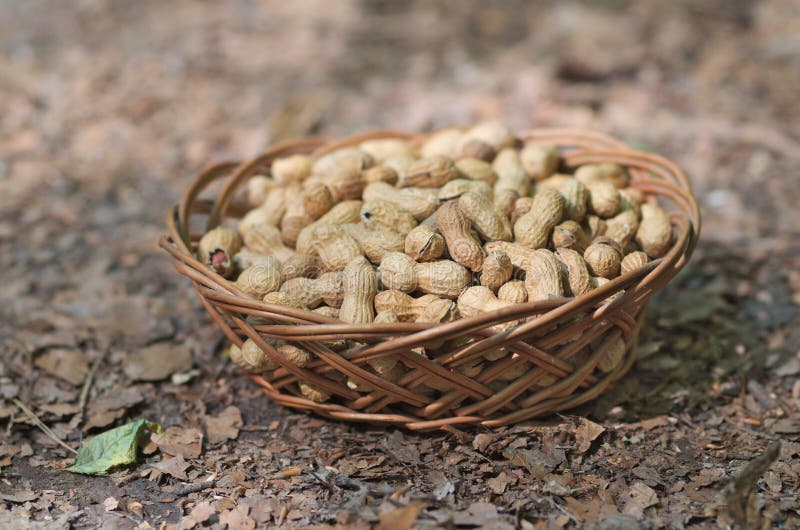 Peanuts in the nature stock photo. Image of closeup 128047740